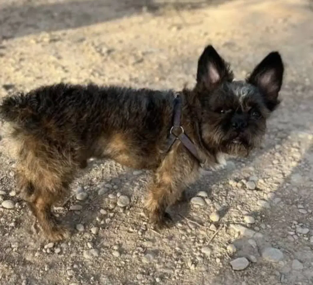 سگ گمشده|سگ|دوگنبدان, |دیوار