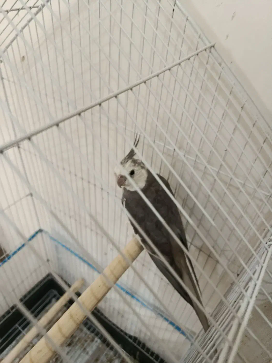 طوطی عروس نر|پرنده|تولم شهر, |دیوار