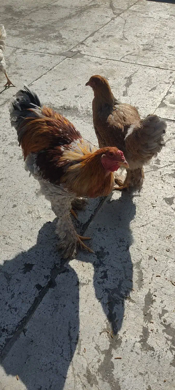 مرغ و خروس برهما|حیوانات مزرعه|شاهینشهر, شهرک گلدیس|دیوار