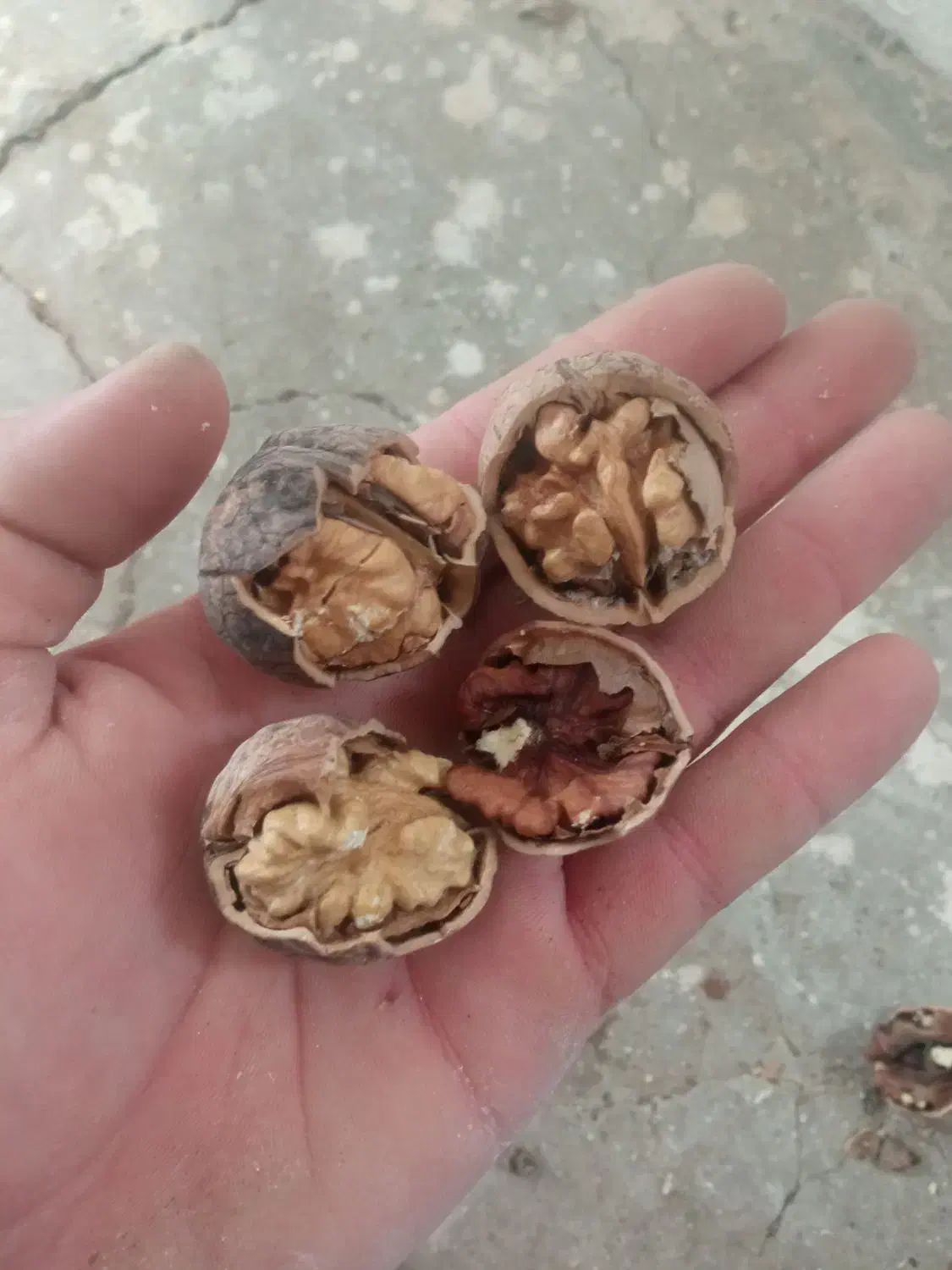 گردو بادم|خوردنی و آشامیدنی|قم, صفائیه|دیوار