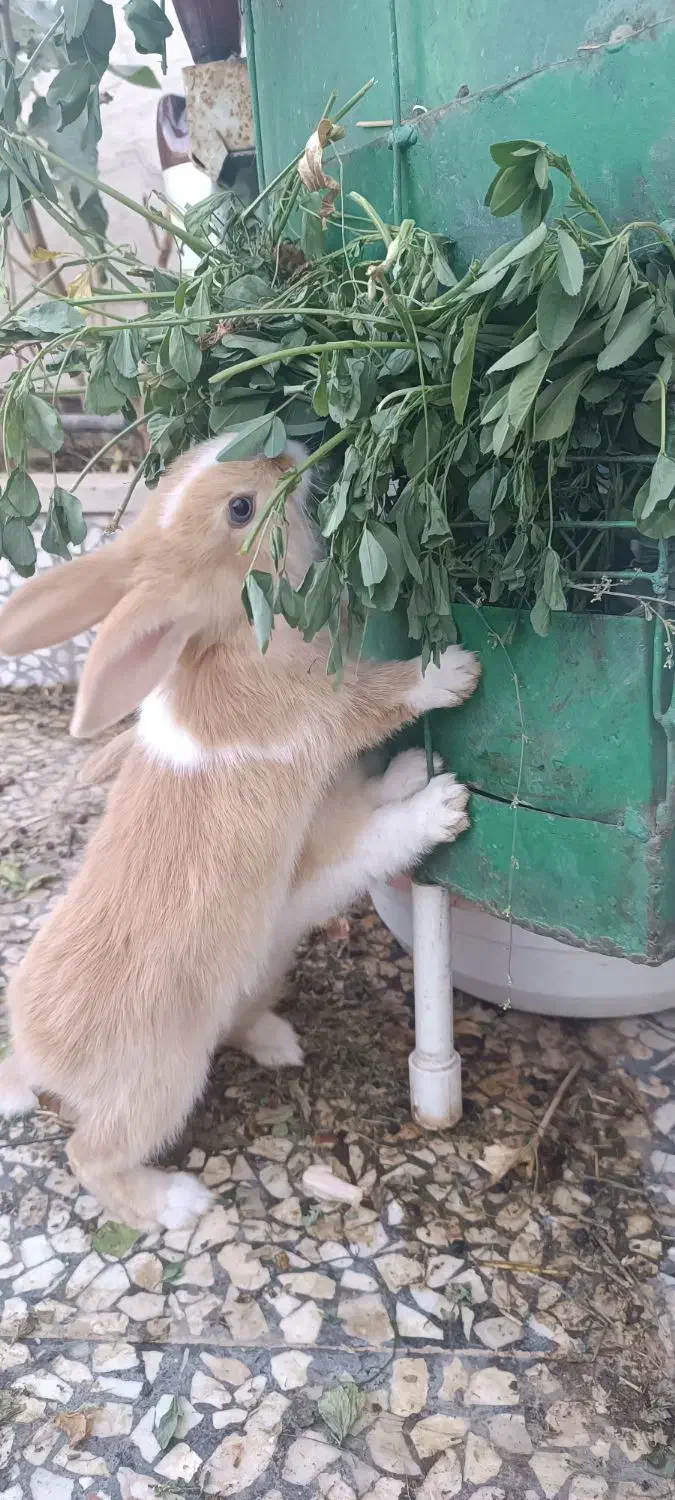 یک عدد بچه خرگوش نر دوماهه|موش و خرگوش|نظرآباد, نظرآباد|دیوار