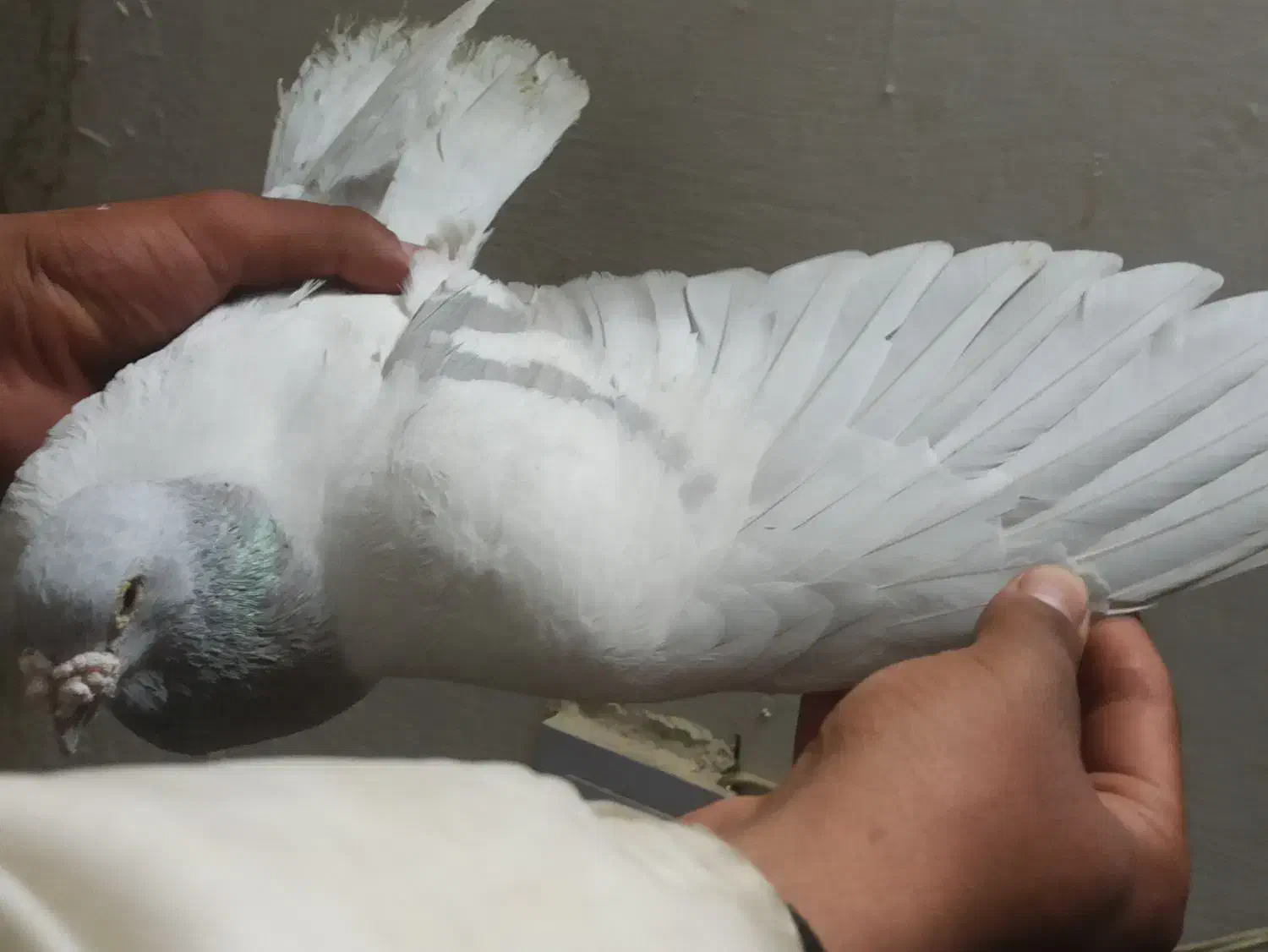 کفتر مامی گم شده|حیوانات|مشهد, انقلاب|دیوار