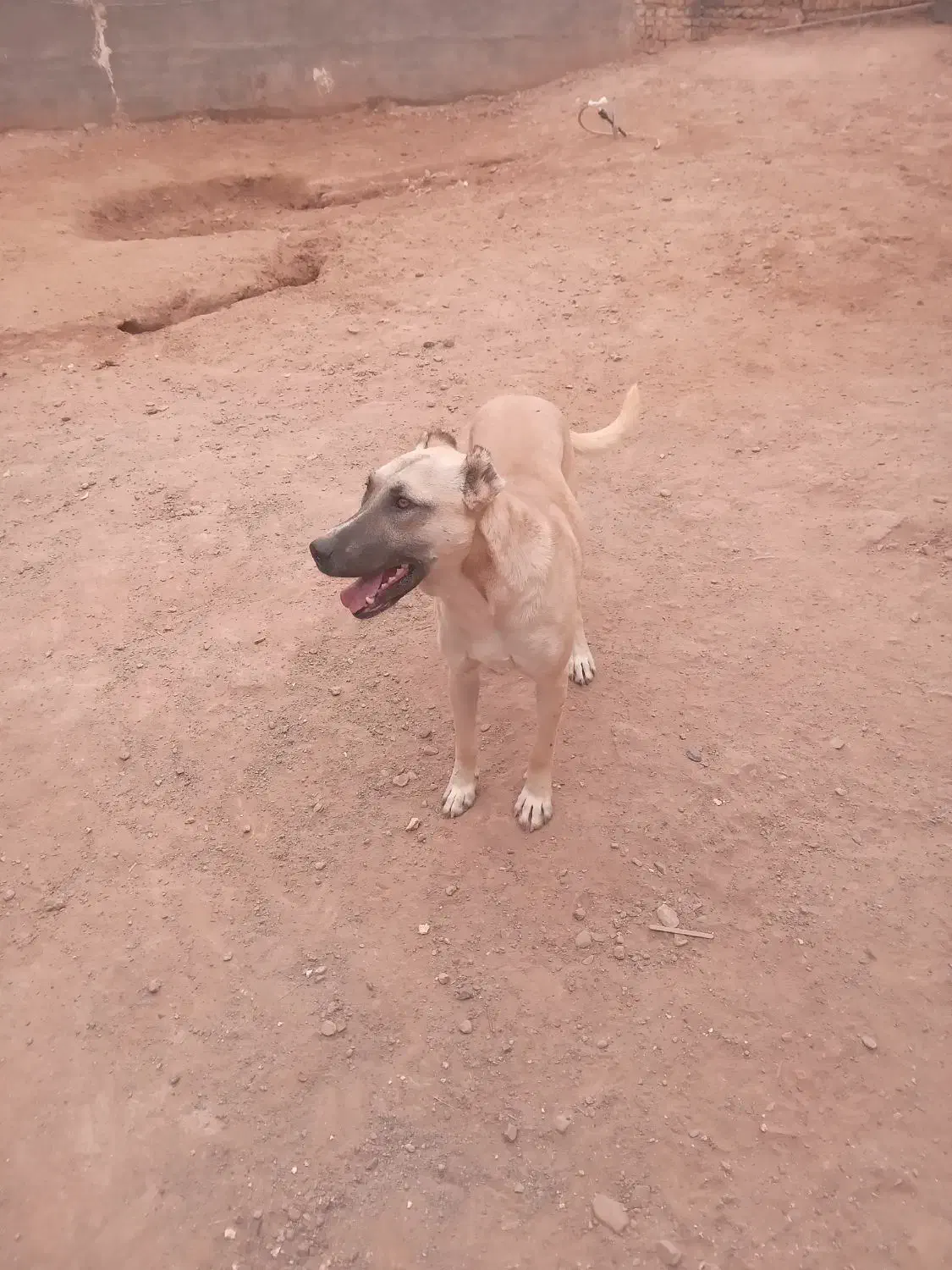 معاوضه ندار|سگ|رضویه, |دیوار