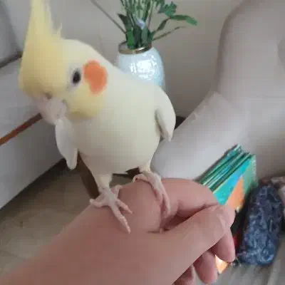 فروش پرنده عروس هلندی یک جفت و یک بچه|پرنده|تهران, شهرک آزمایش|دیوار