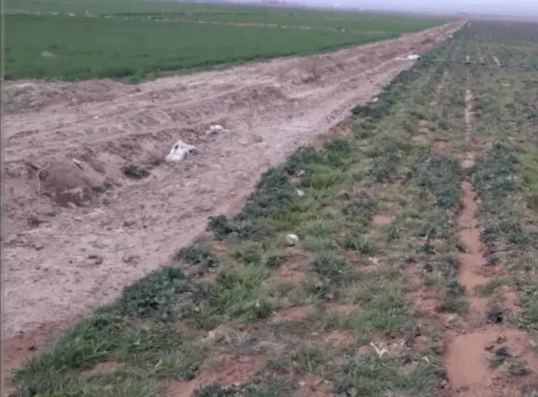 فروش. زمین کشاورزی با دو چاه برقی سرحد دشت نمدان|فروش دفتر صنعتی، کشاورزی، تجاری|اقلید, |دیوار