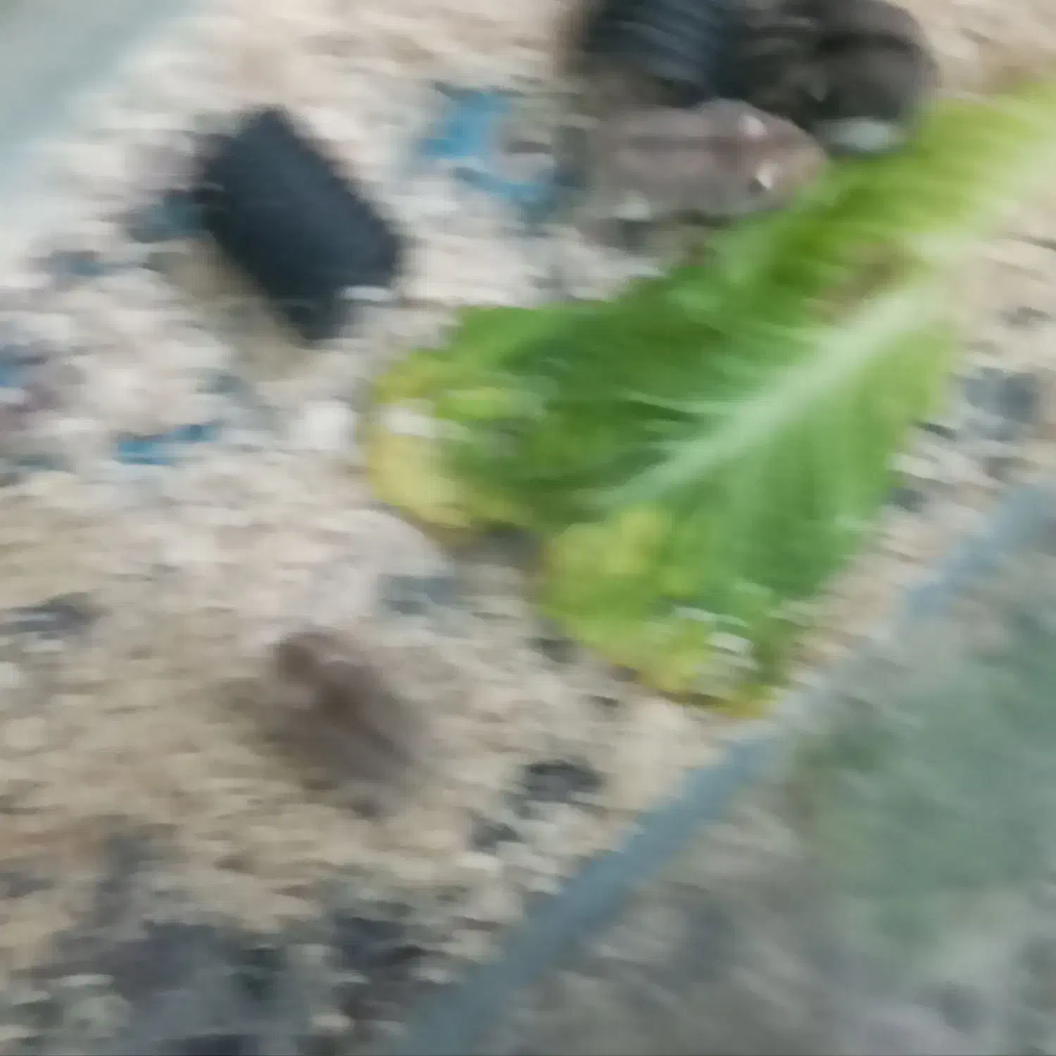 همستر|موش و خرگوش|رفسنجان, |دیوار