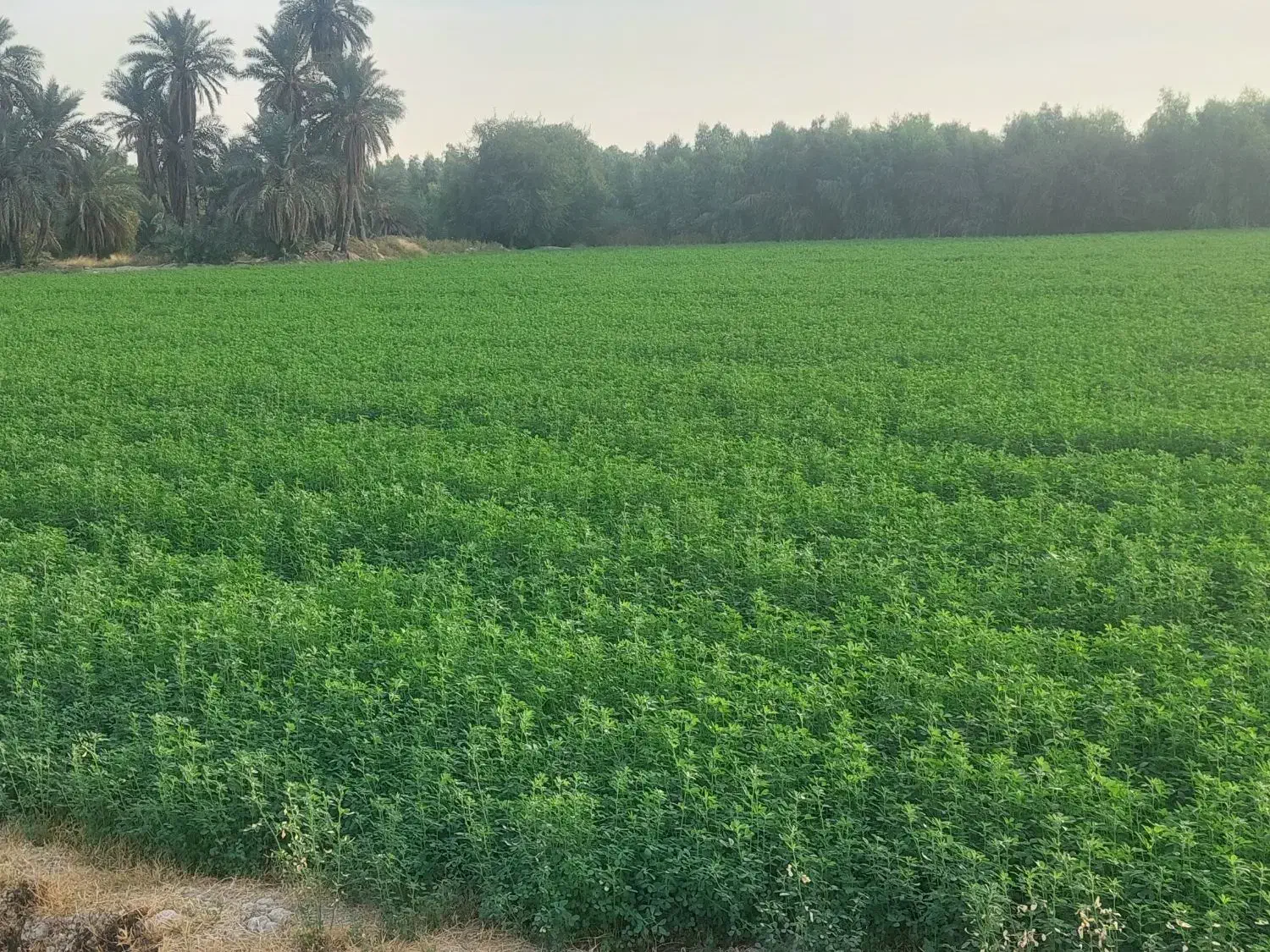 فروش یونجه سبز|خوردنی و آشامیدنی|رامهرمز, |دیوار