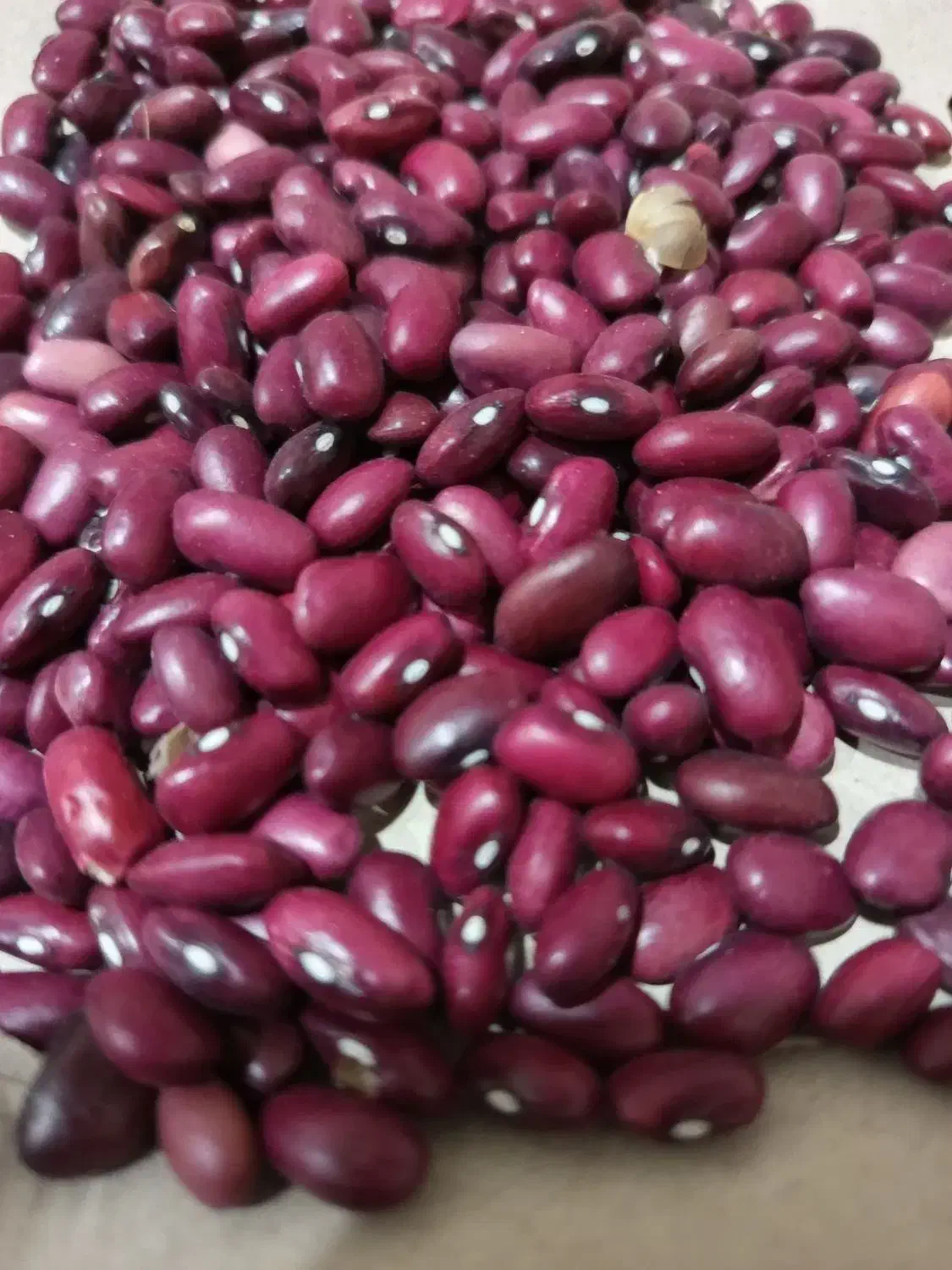 لوبیا قرمز بومی|خوردنی و آشامیدنی|فولادشهر, C4|دیوار