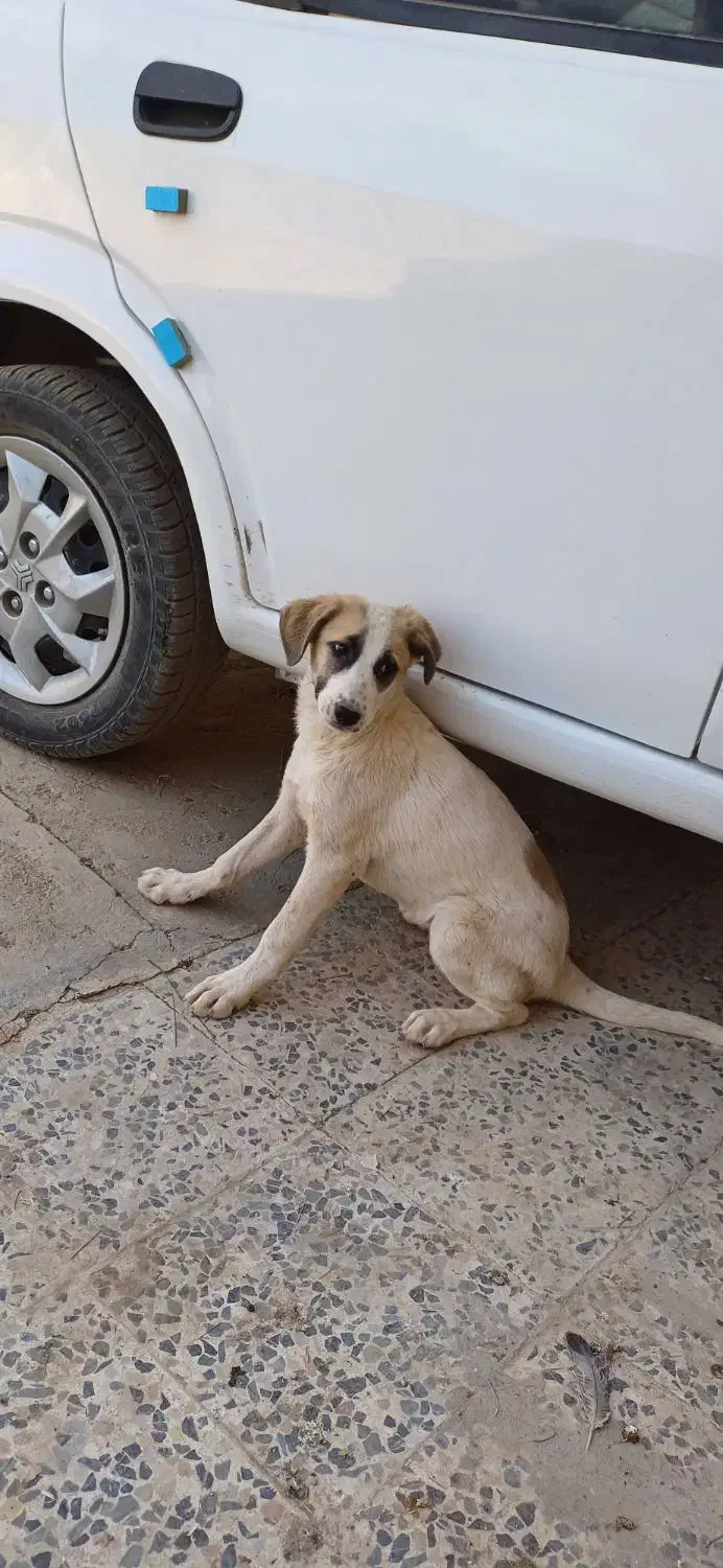 سگ خانگی پاکوتاه|سگ|خرم‌آباد, |دیوار