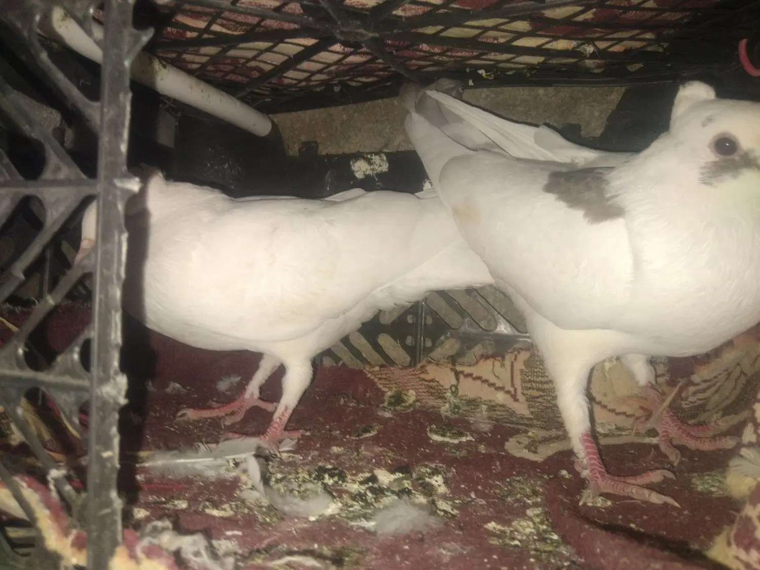 کبوتر|پرنده|دهدشت, |دیوار
