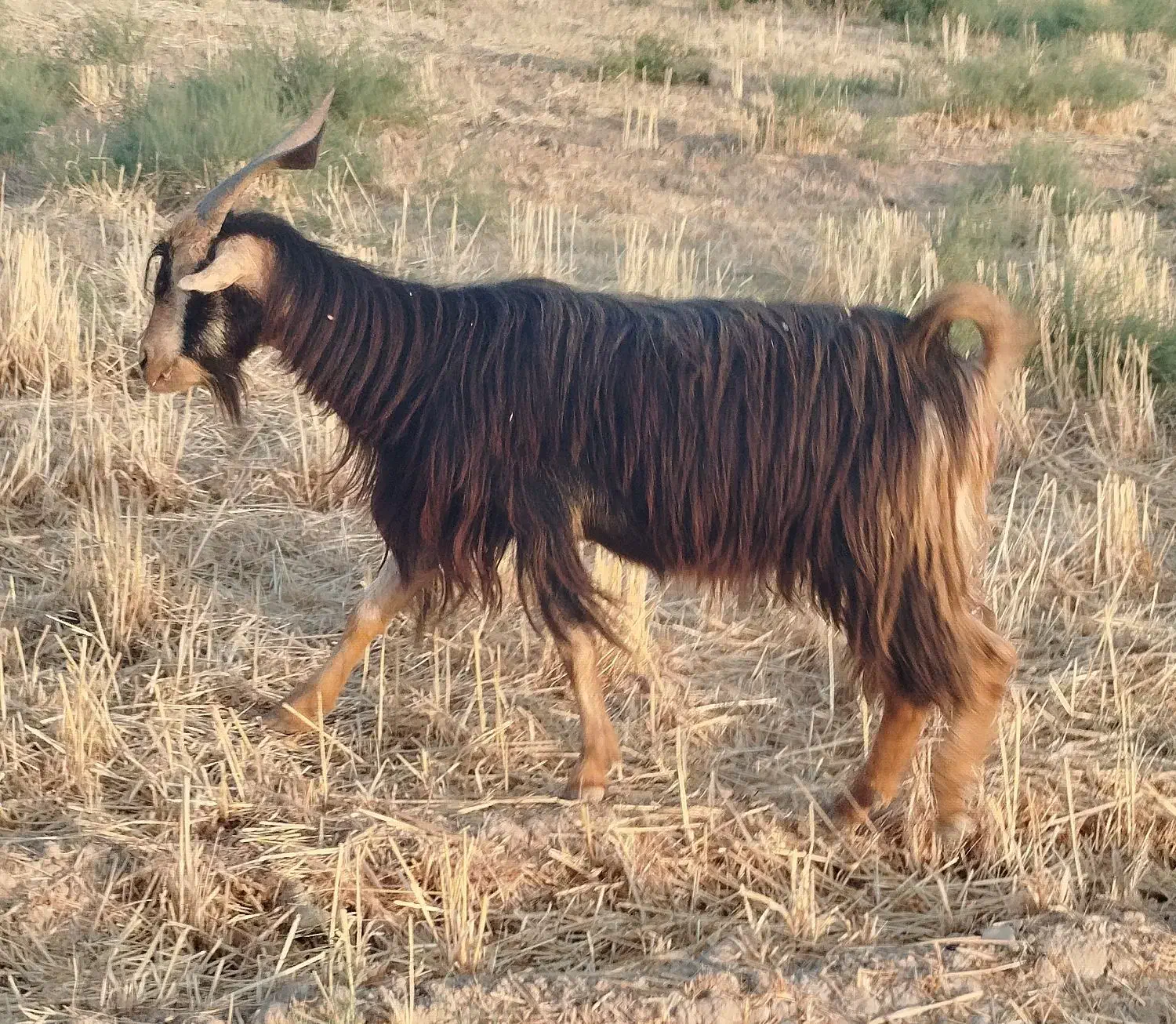 بزسالم ابستن|حیوانات مزرعه|شریف‌آباد, |دیوار