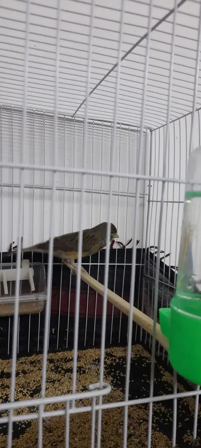 قناری|پرنده|گناباد, |دیوار