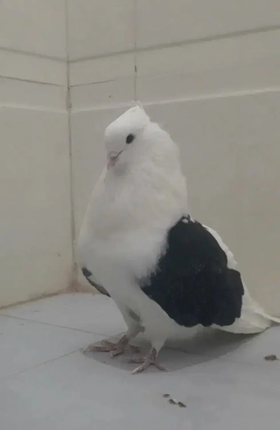 پیدا کردم|حیوانات|اقبالیه, |دیوار