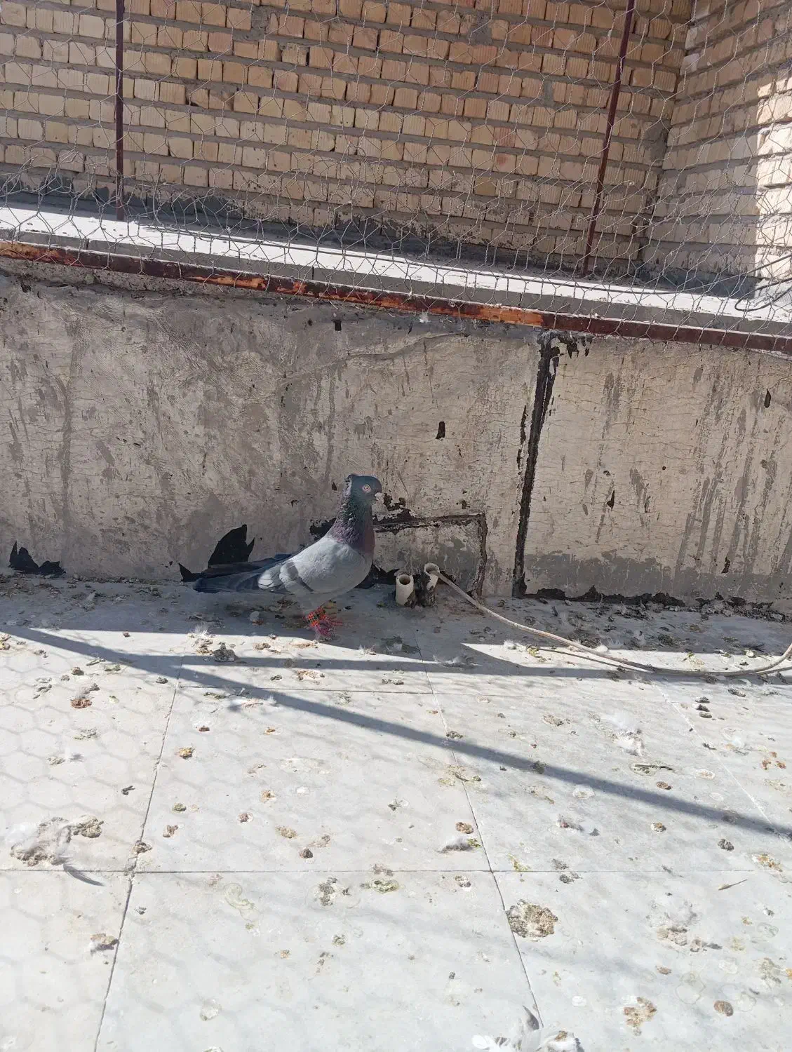 کفتر یا کبوتر|پرنده|مرودشت, فاز دوم شهرک فرهنگیان|دیوار