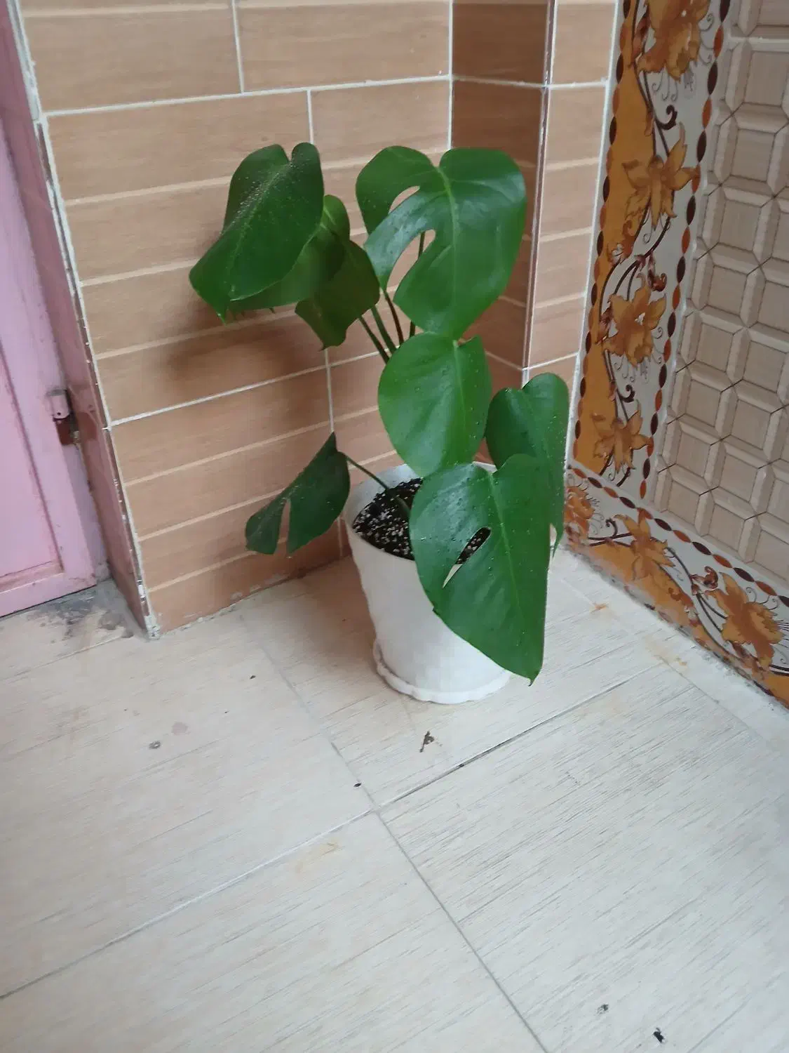 گل طبیعی سرحال  با قیمت خیلی مناسب|گل و گیاه طبیعی|یاسوج, |دیوار