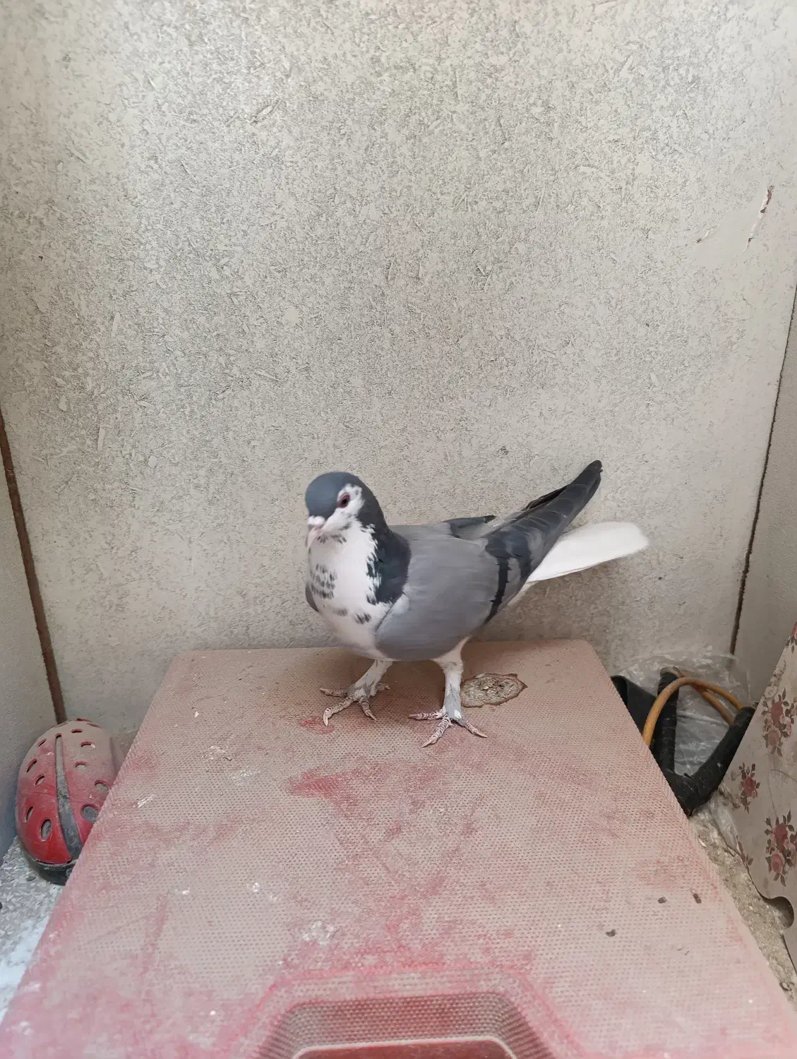 کبوترماده گلین قصری|پرنده|اصفهان, سرچشمه|دیوار