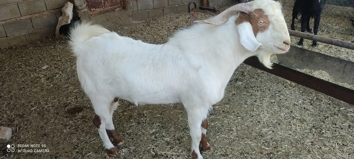 چپش جوان وعالی|حیوانات مزرعه|زرقان, |دیوار