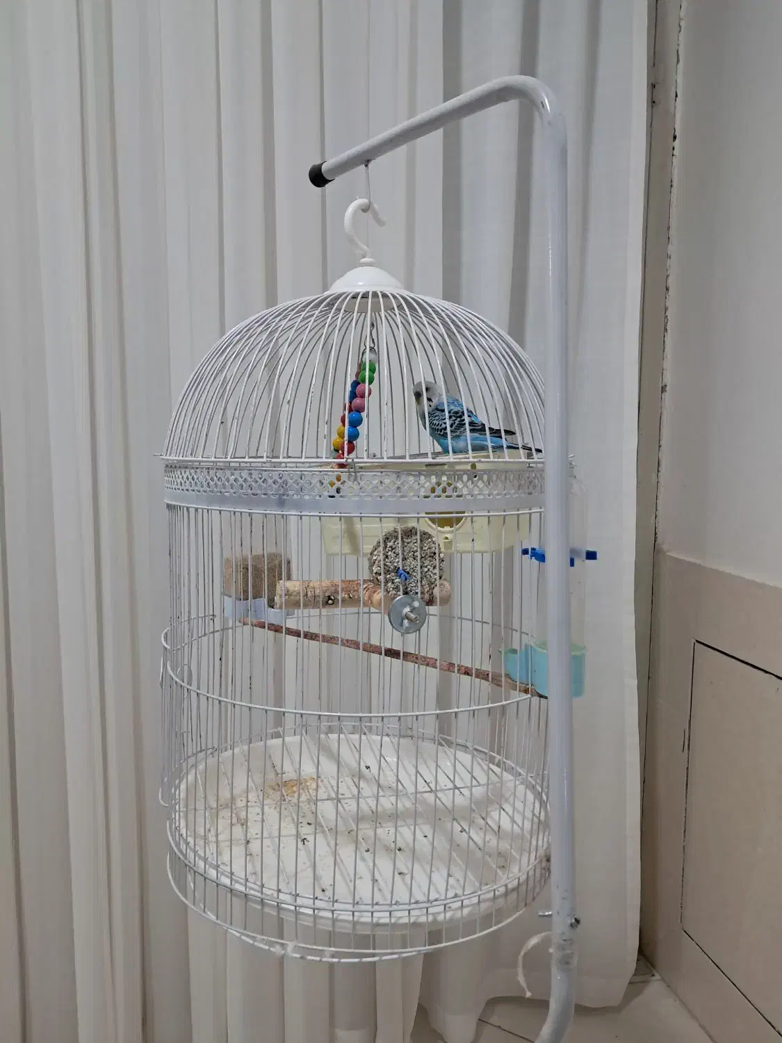 قفس پایه دار و یک عدد مرغ عشق|پرنده|فردوس (خراسان), |دیوار