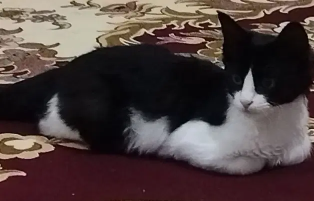 گربه|گربه|اردبیل, |دیوار