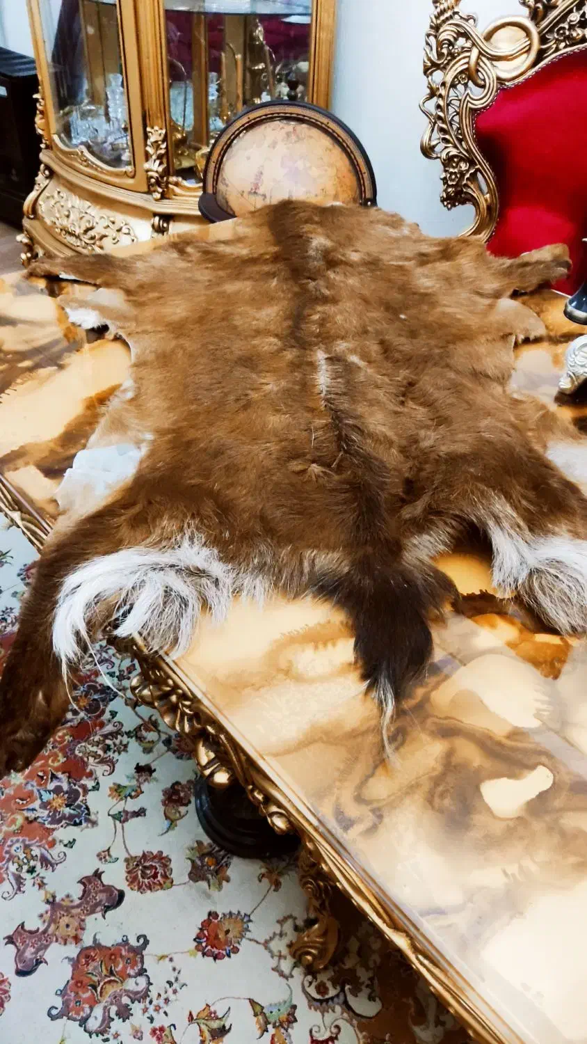 پوست طبیعی بز|صنایع دستی و سایر لوازم تزئینی|تبریز, |دیوار