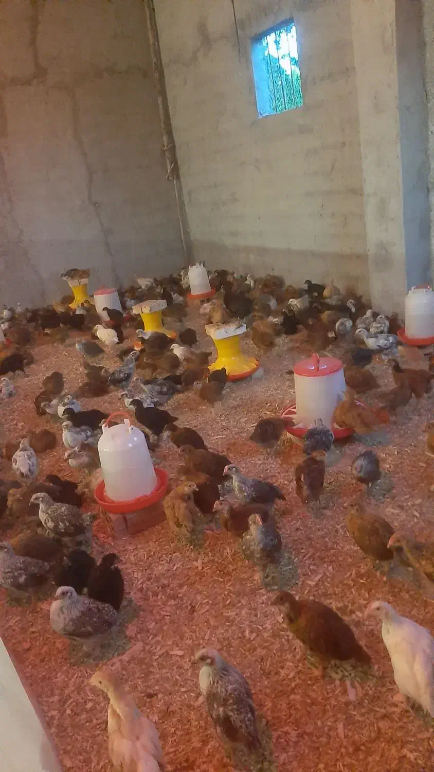 نیمچه مرغ وخروس گلپایگانی|حیوانات مزرعه|ساری, |دیوار