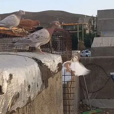 هفرنگ نر|حیوانات|قزوین, |دیوار