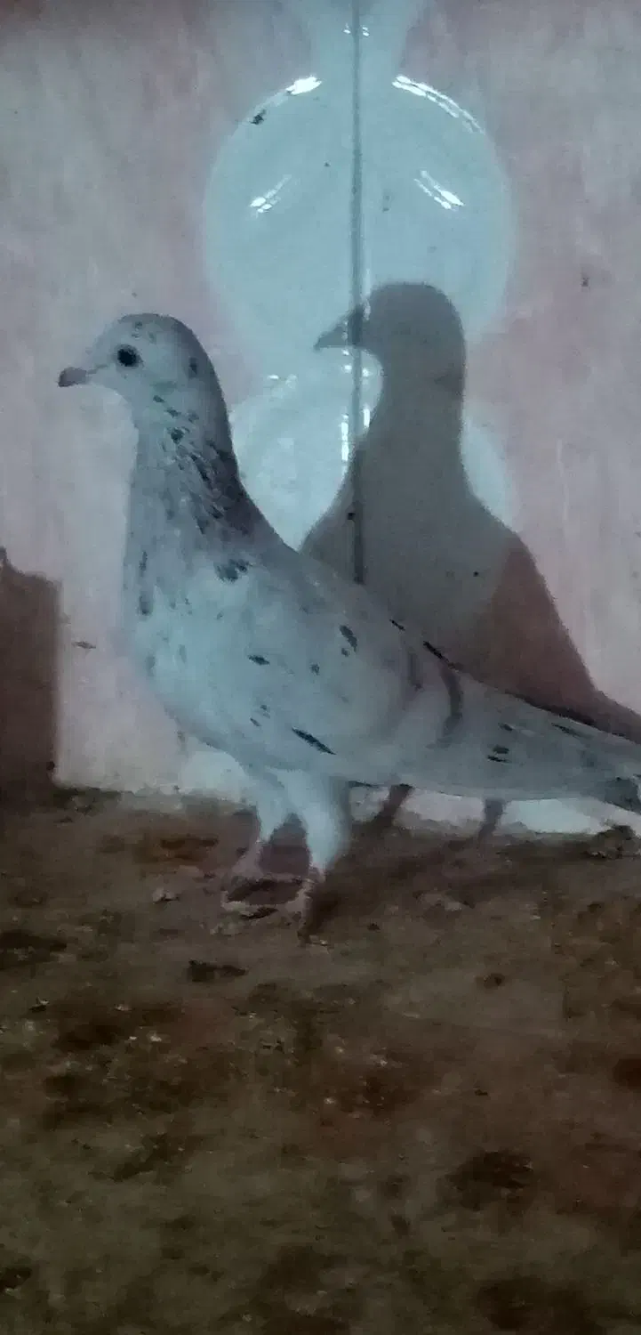 نر ماده هفت رنگ خطی|پرنده|تربتحیدریه, حیدرآباد|دیوار