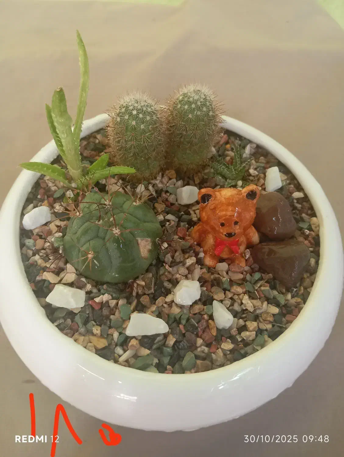 دیش گاردن های زیبا|گل و گیاه طبیعی|جهرم, |دیوار