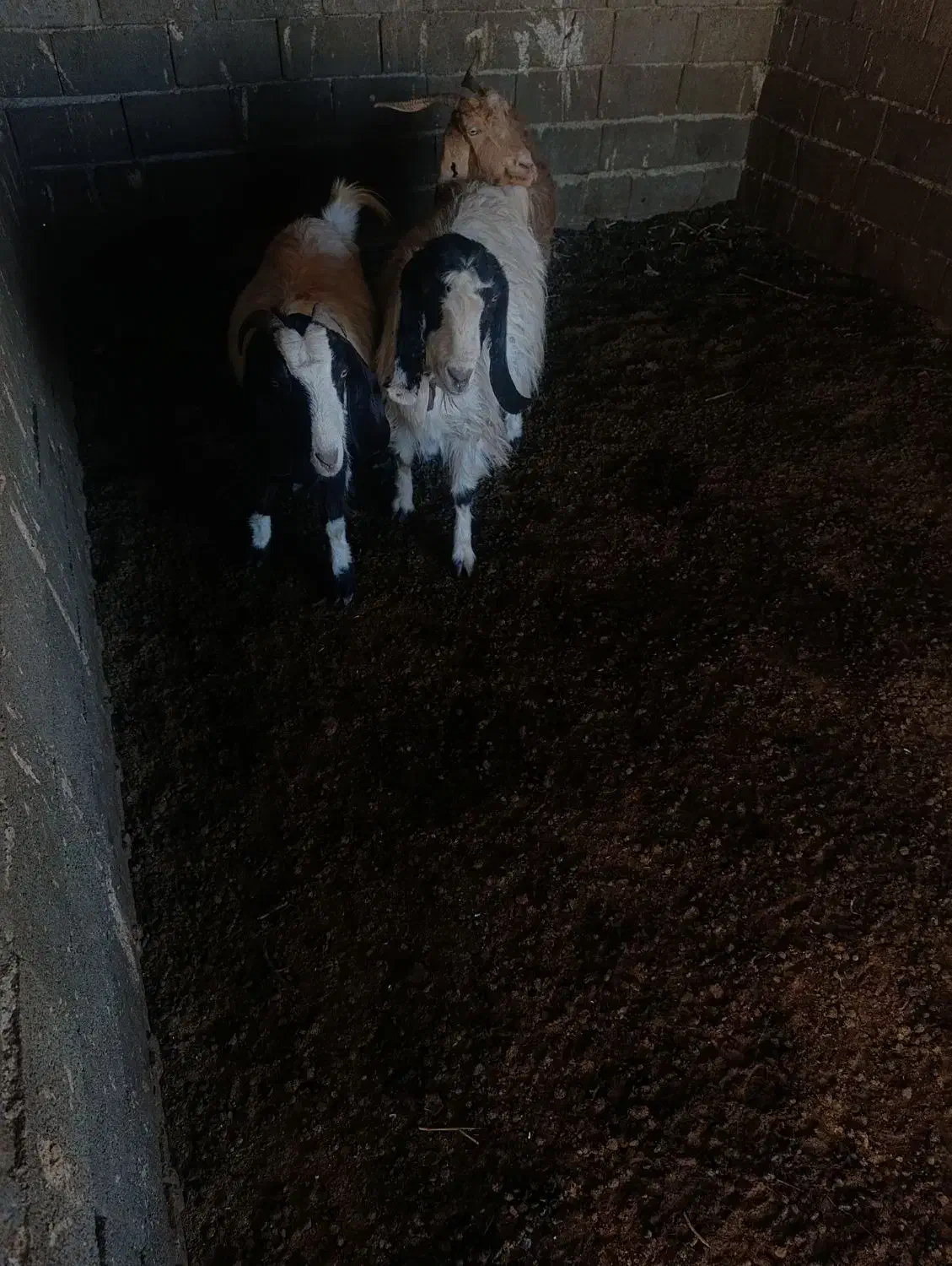 بـز|حیوانات مزرعه|طاغنکوه, |دیوار