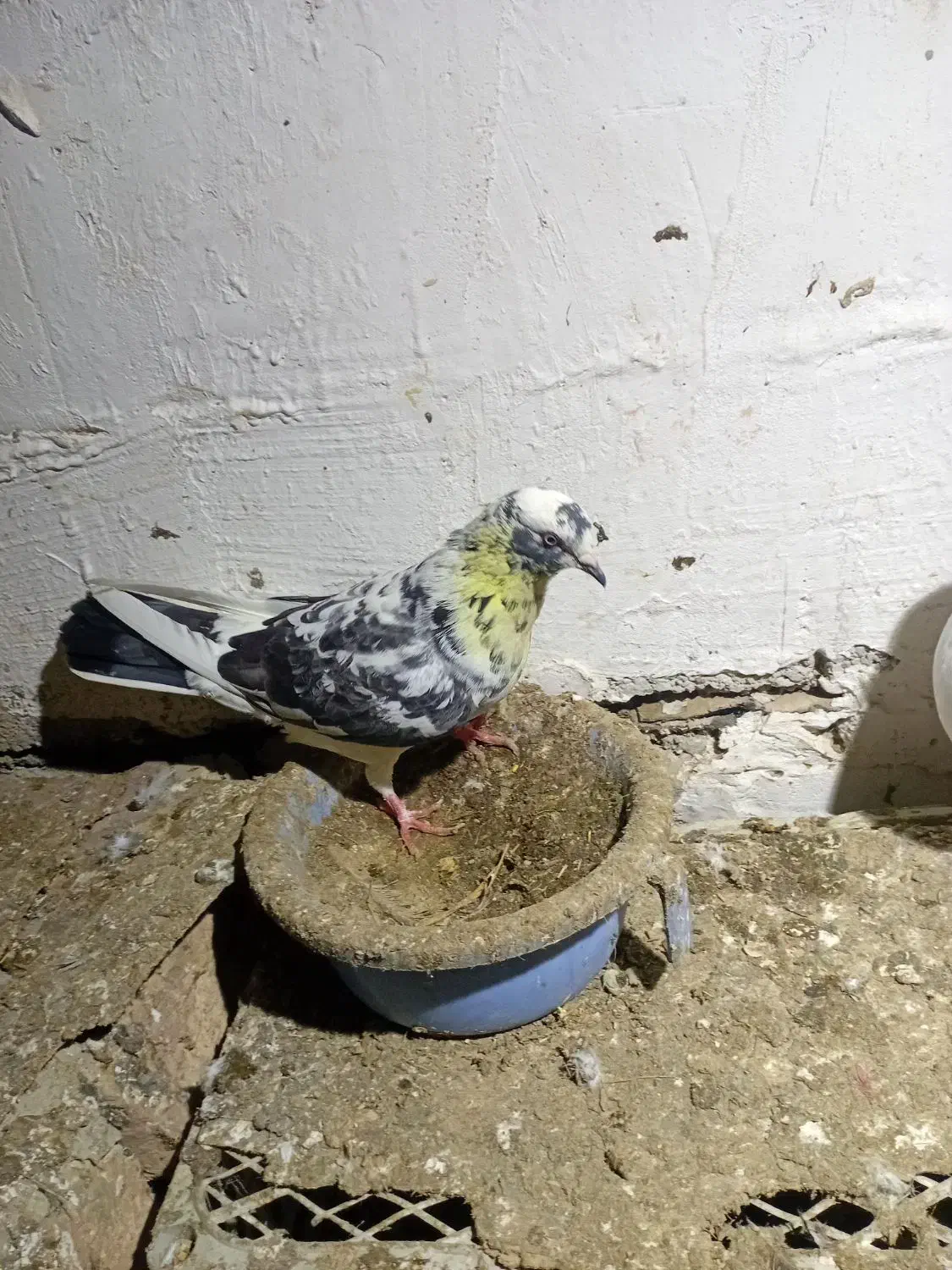 کبوتر پرشی|پرنده|گمیشان, |دیوار