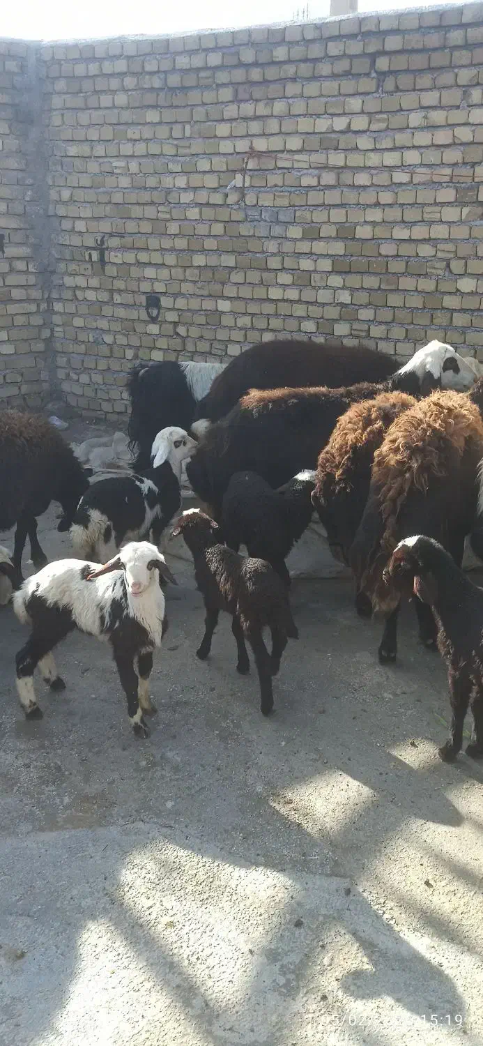 میش و بره پلنگی|حیوانات مزرعه|بیرانوند, |دیوار