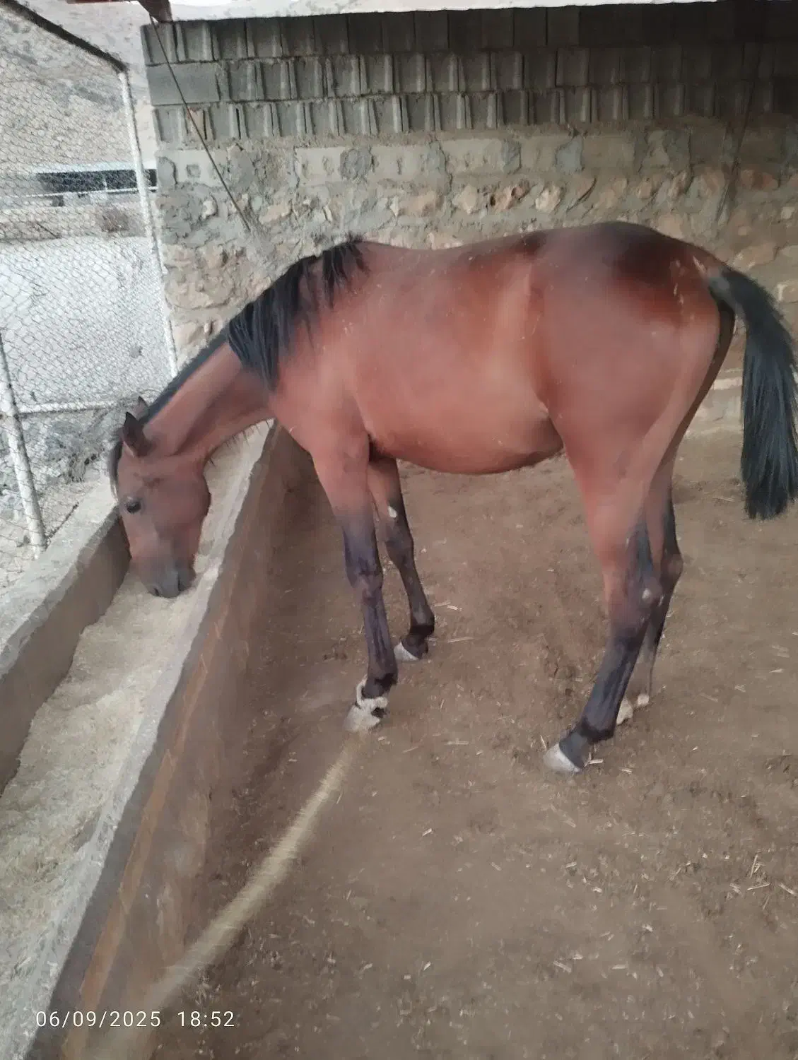 سه عدد مادیان عشایری معاوضه با گوسفند وبز|اسب و تجهیزات اسبسواری|گیلان غرب, |دیوار