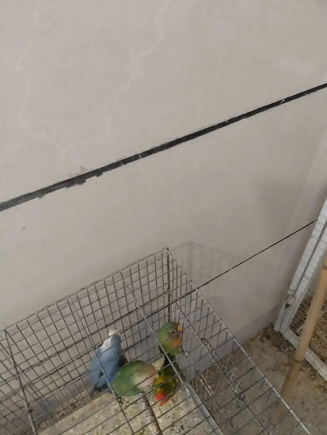 طوطی برزیلی|پرنده|همدان, |دیوار