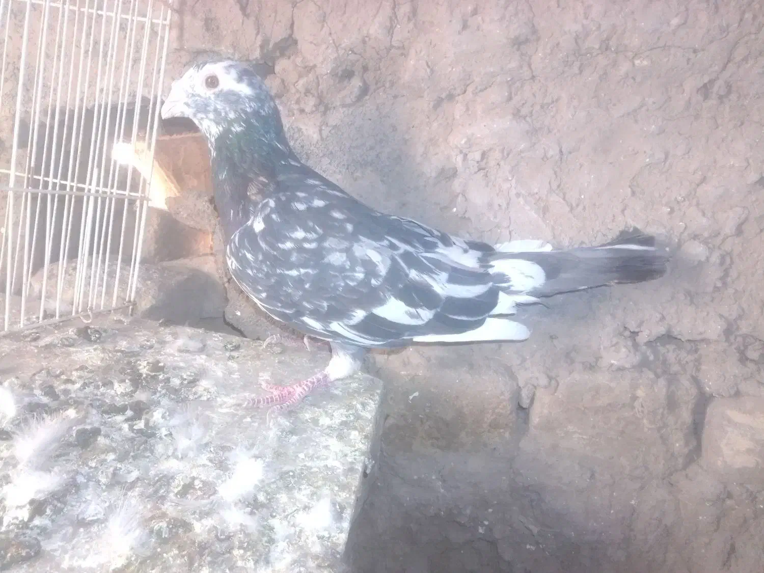 جفت سار نسل قدیم|پرنده|میان ولایت, |دیوار