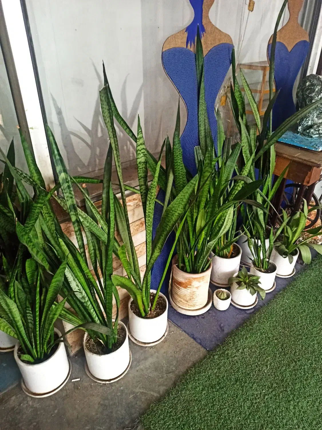 سانسوریا|گل و گیاه طبیعی|لاهیجان, انقلاب|دیوار