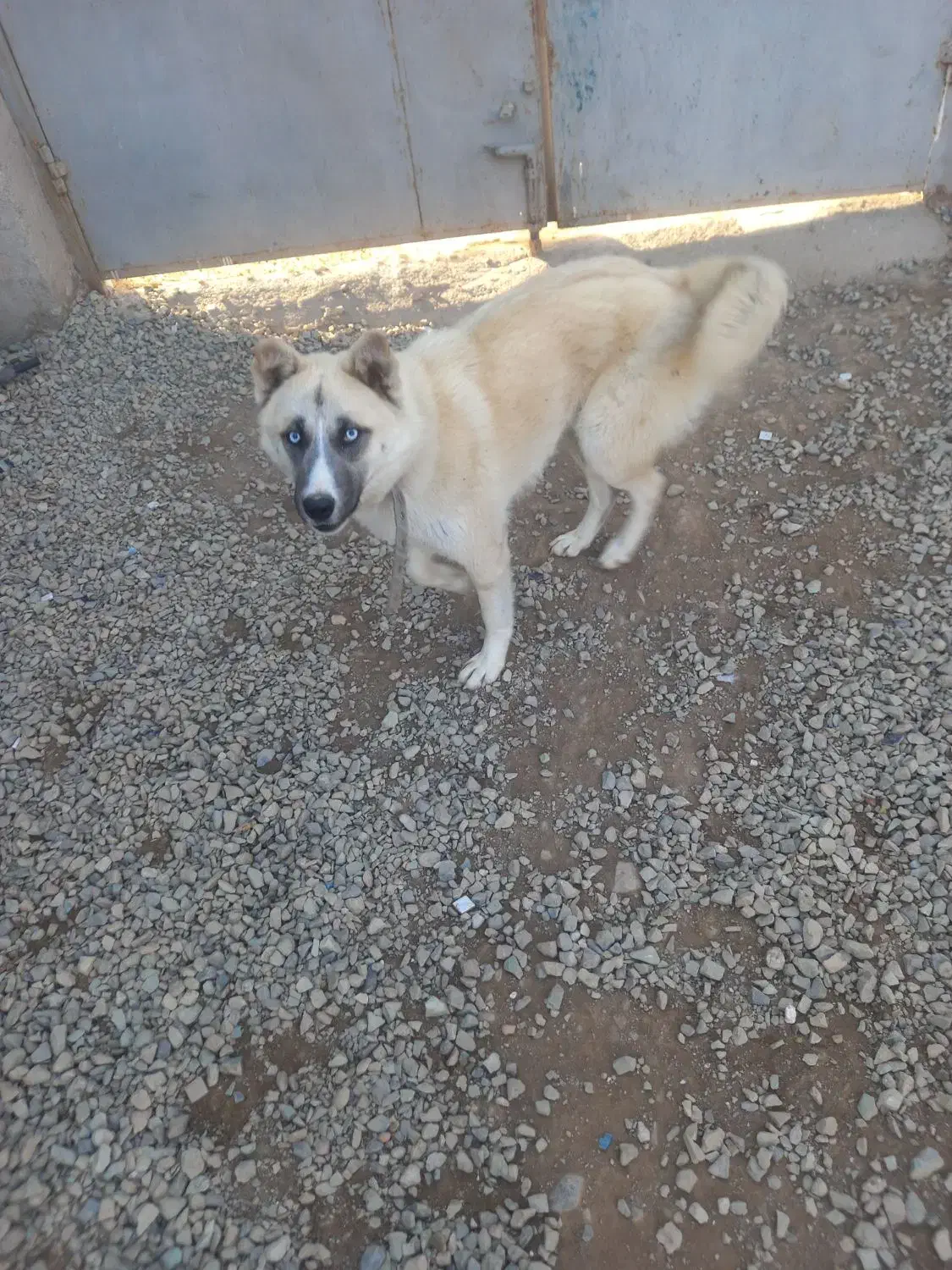 این سگ پیدا شده|حیوانات|رباطکریم, الارد|دیوار