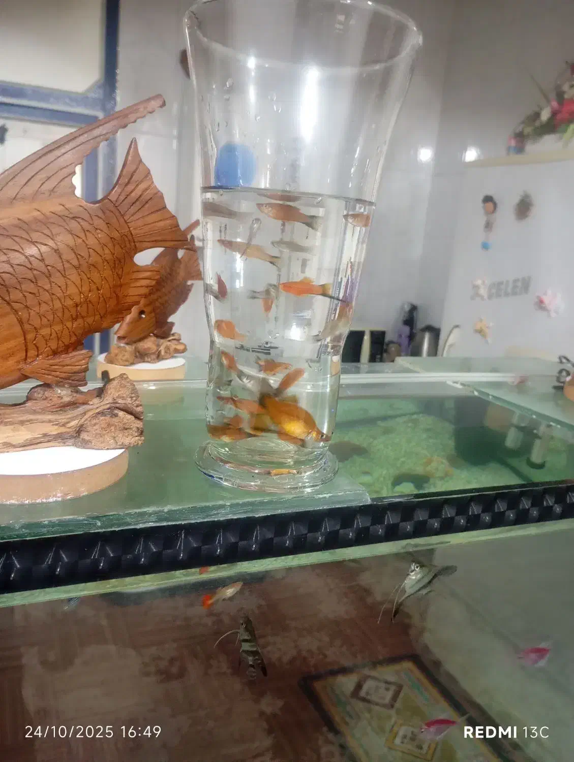 ماهی دم شمشیری|ماهی|دزفول, |دیوار