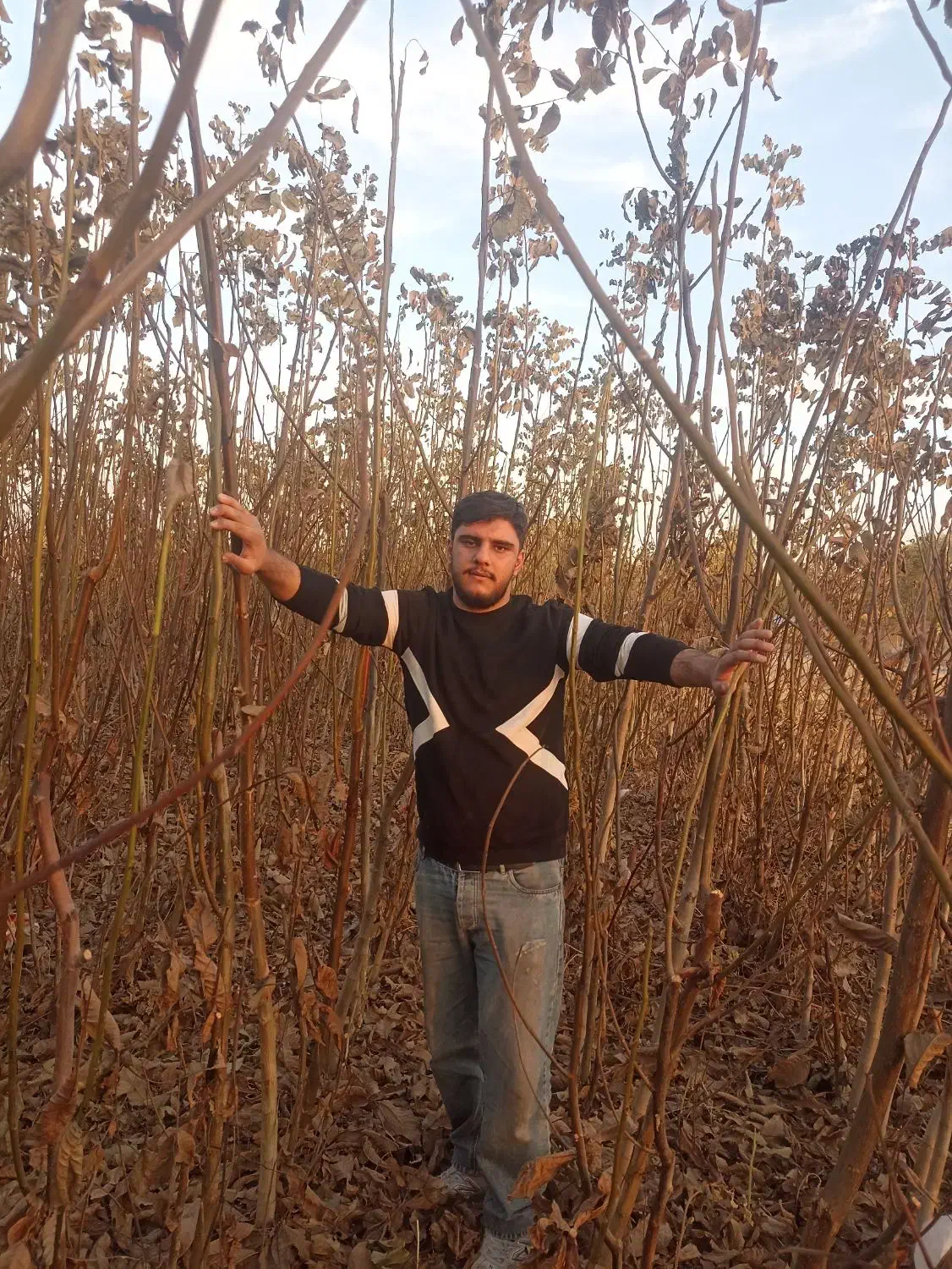 نهالستان ایران نهال|خدمات باغبانی و درختکاری|میاندوآب, |دیوار