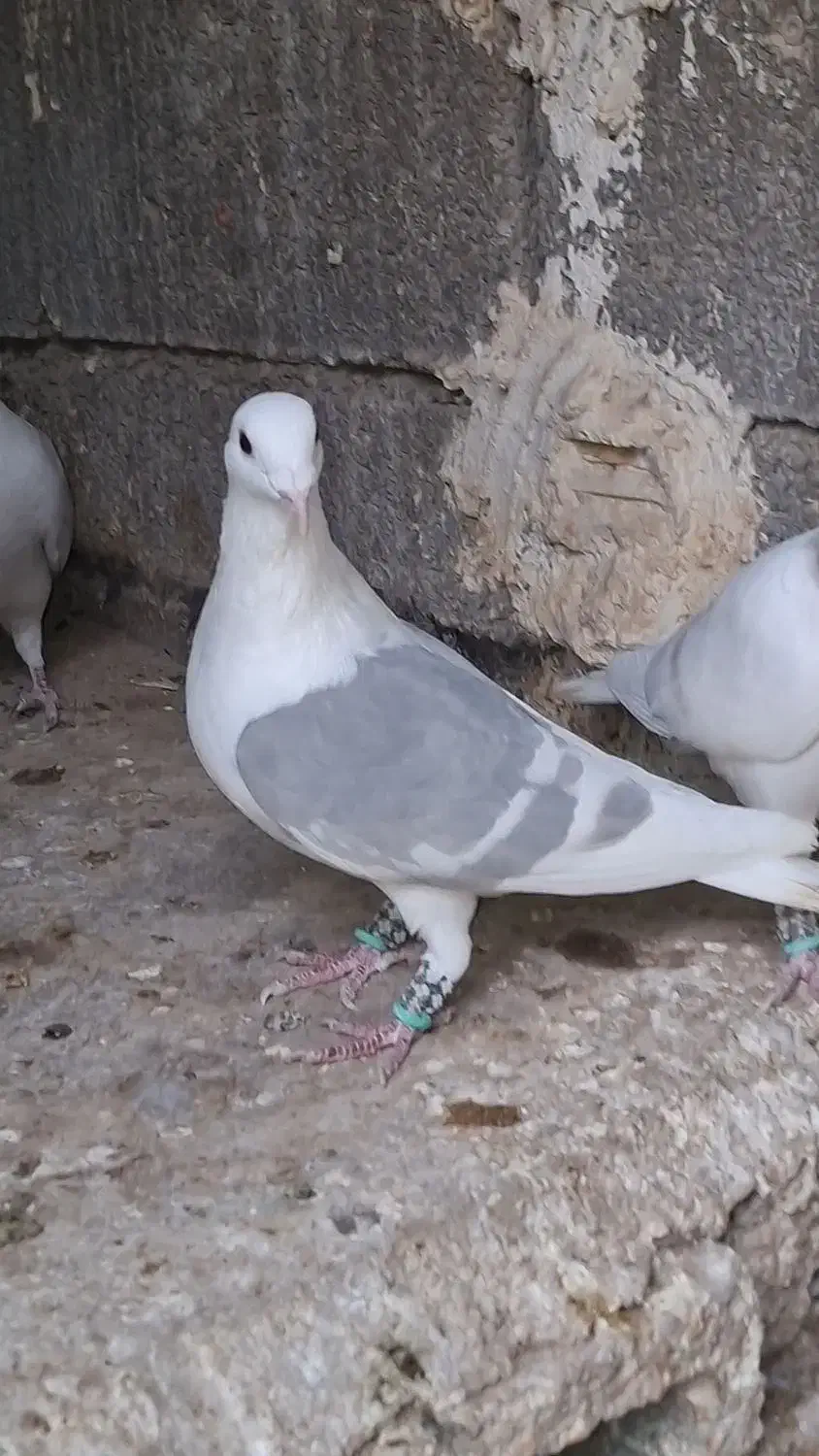 نر پرشی|پرنده|وحدتیه, |دیوار