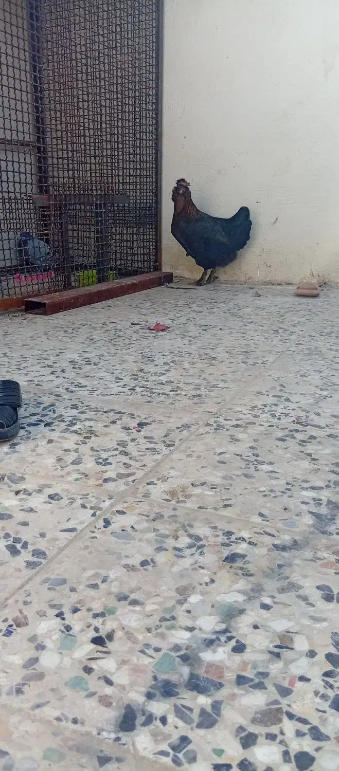 مرغ|حیوانات مزرعه|مسجد سلیمان, |دیوار