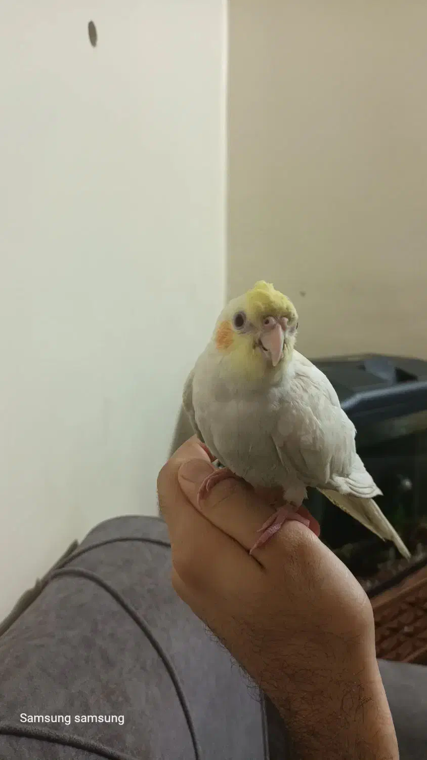 طوطی عروس گمشده|حیوانات|بهبهان, |دیوار