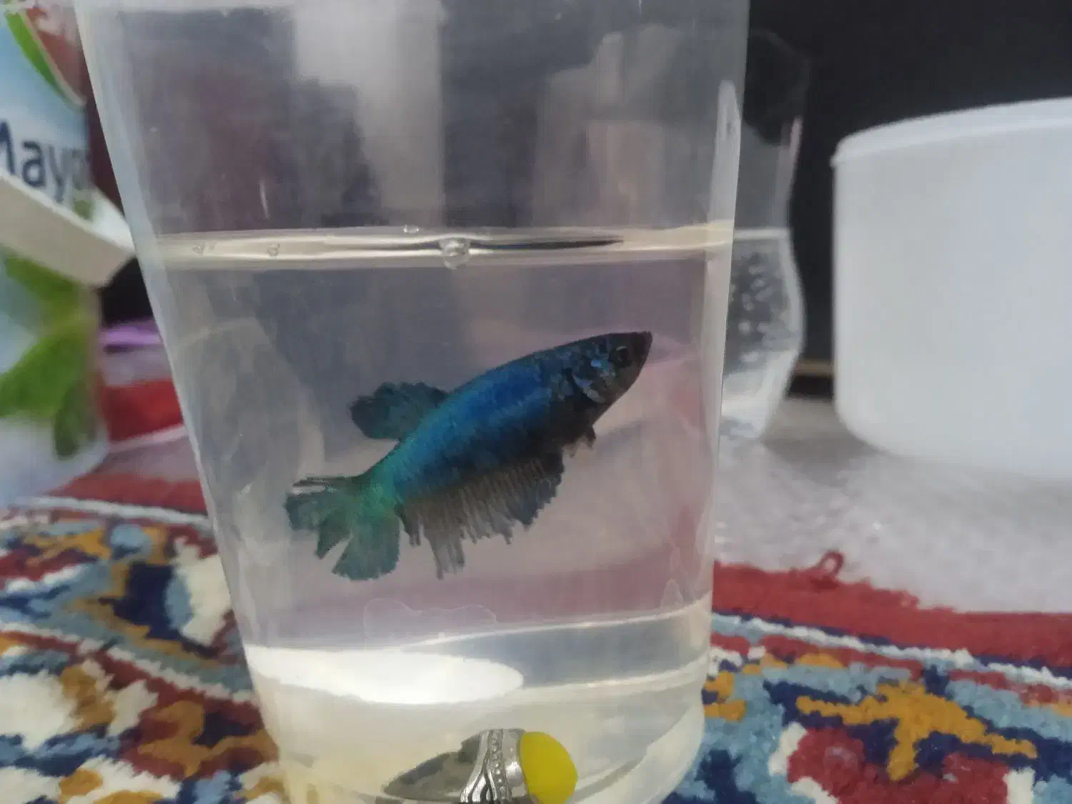 ماهی فایتر|ماهی|قم, شهرک فاطمیه|دیوار