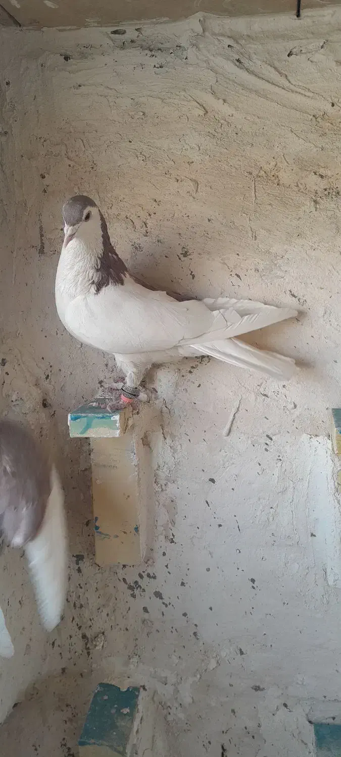 کبوتر پرشی|پرنده|قائن, |دیوار