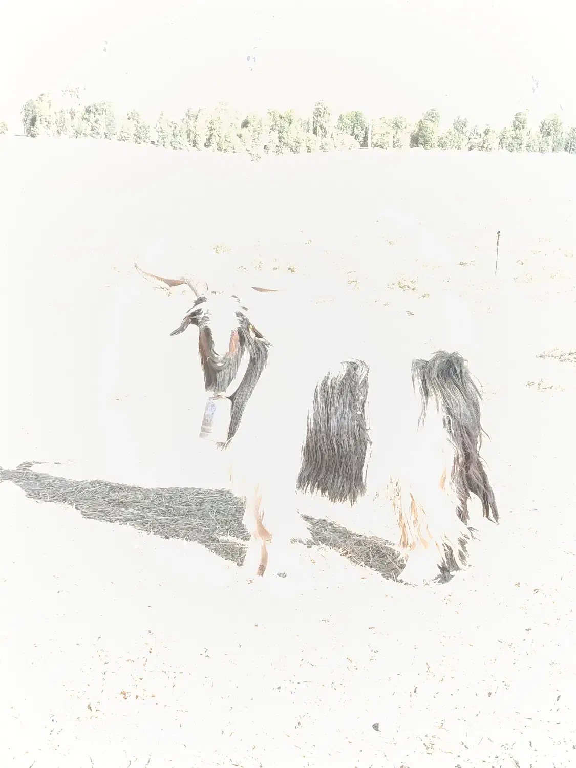 فروش پازن (دوبور) ۲رون|حیوانات مزرعه|باغ ملک, |دیوار