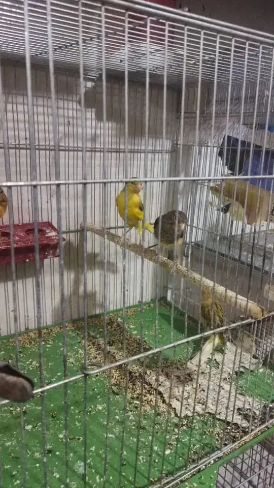 تعداد ی قناری نرو ماده|پرنده|بوشهر, |دیوار