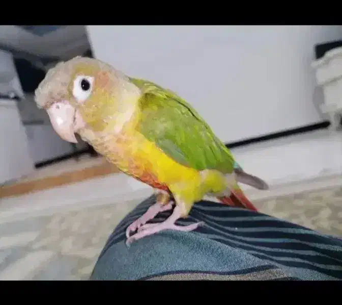 گرینچیک آناناسی|پرنده|هندیجان, |دیوار