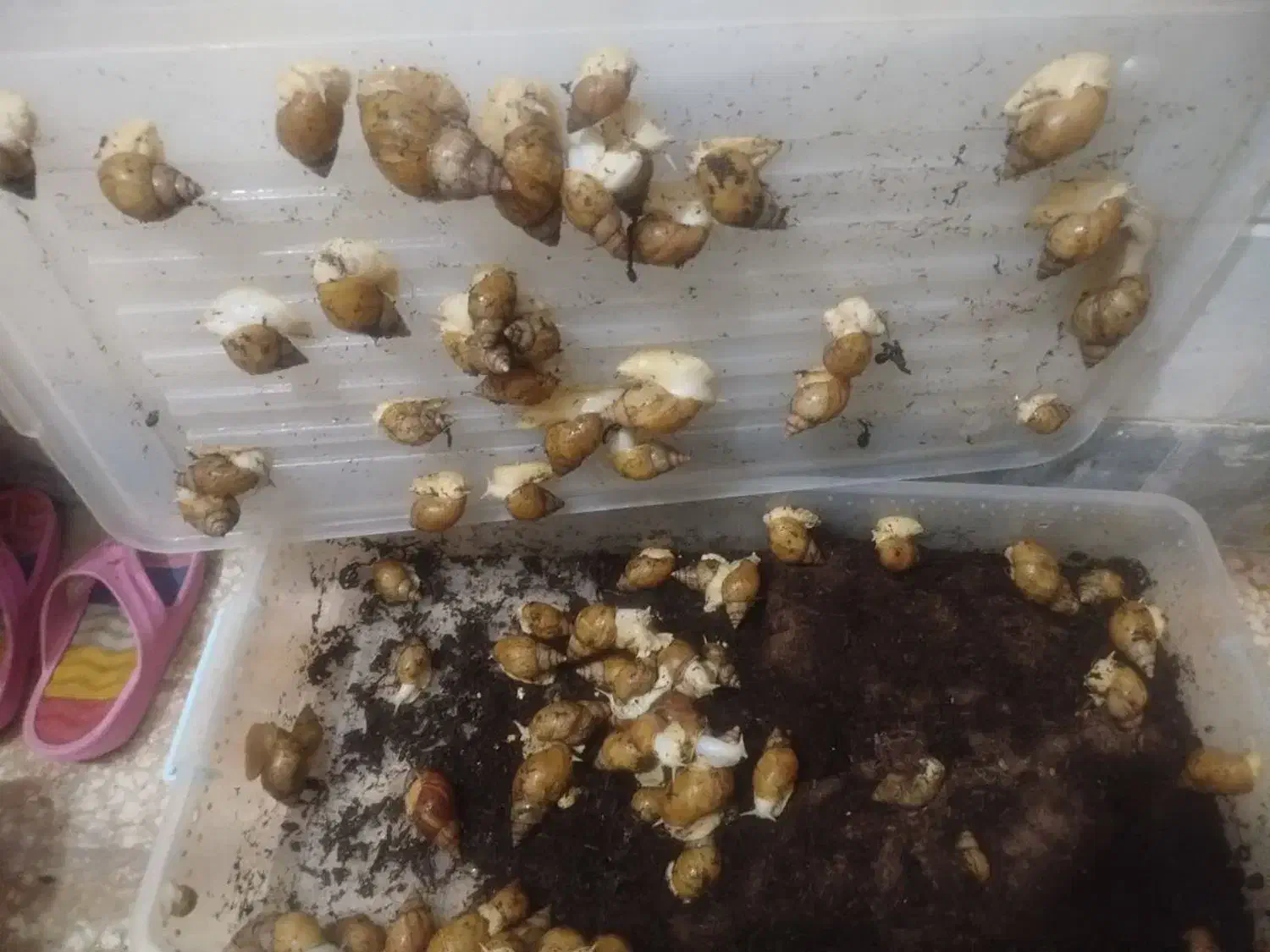 حلزون|خزنده|قم, باجک یک|دیوار