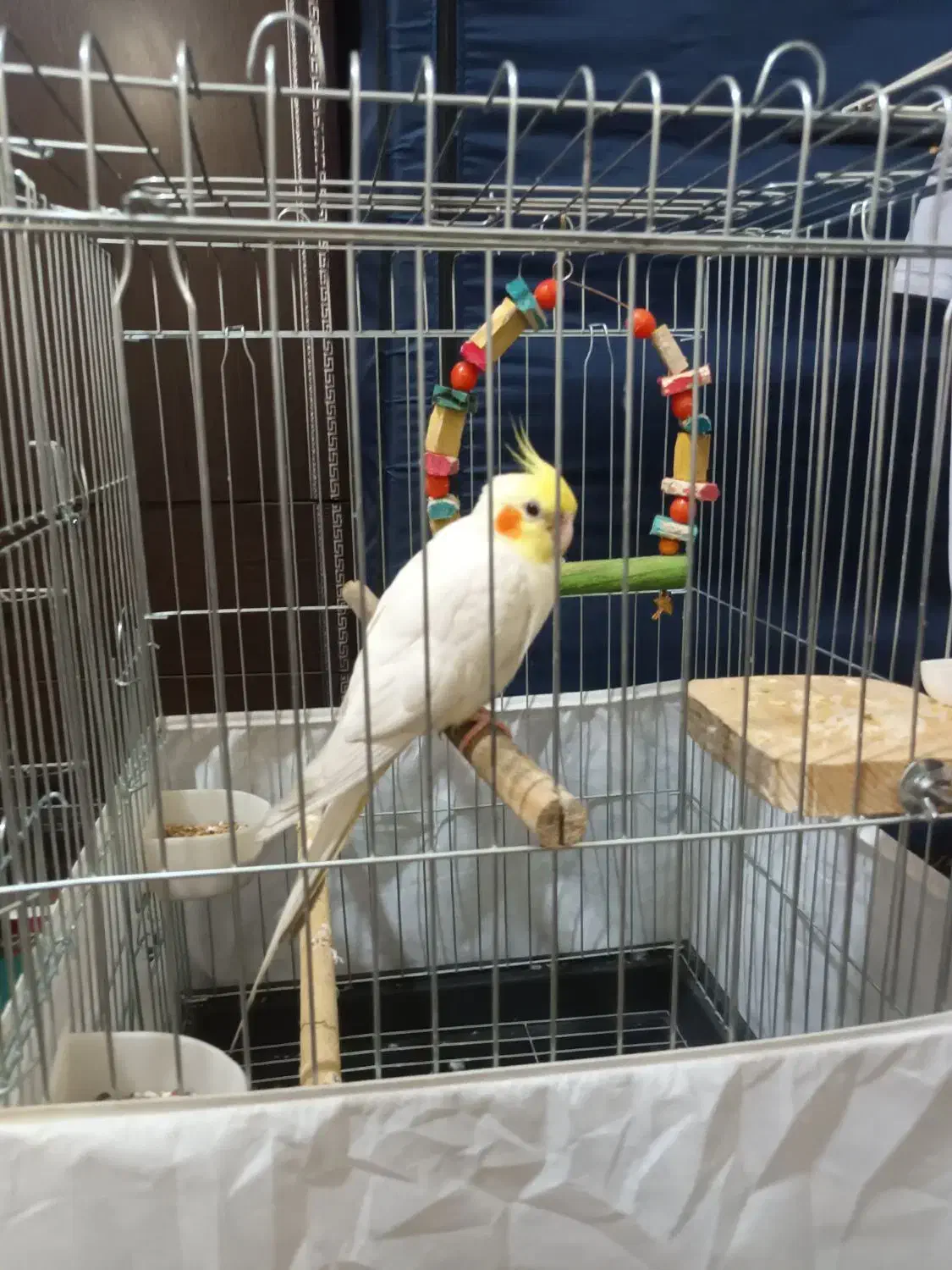 عروس هلندی لوتینو همراه با قفس|پرنده|الوند, |دیوار