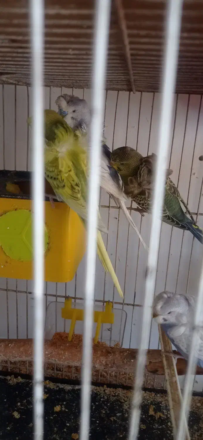 مرغ عشق پروانه ای، فنچ|پرنده|تبریز, |دیوار