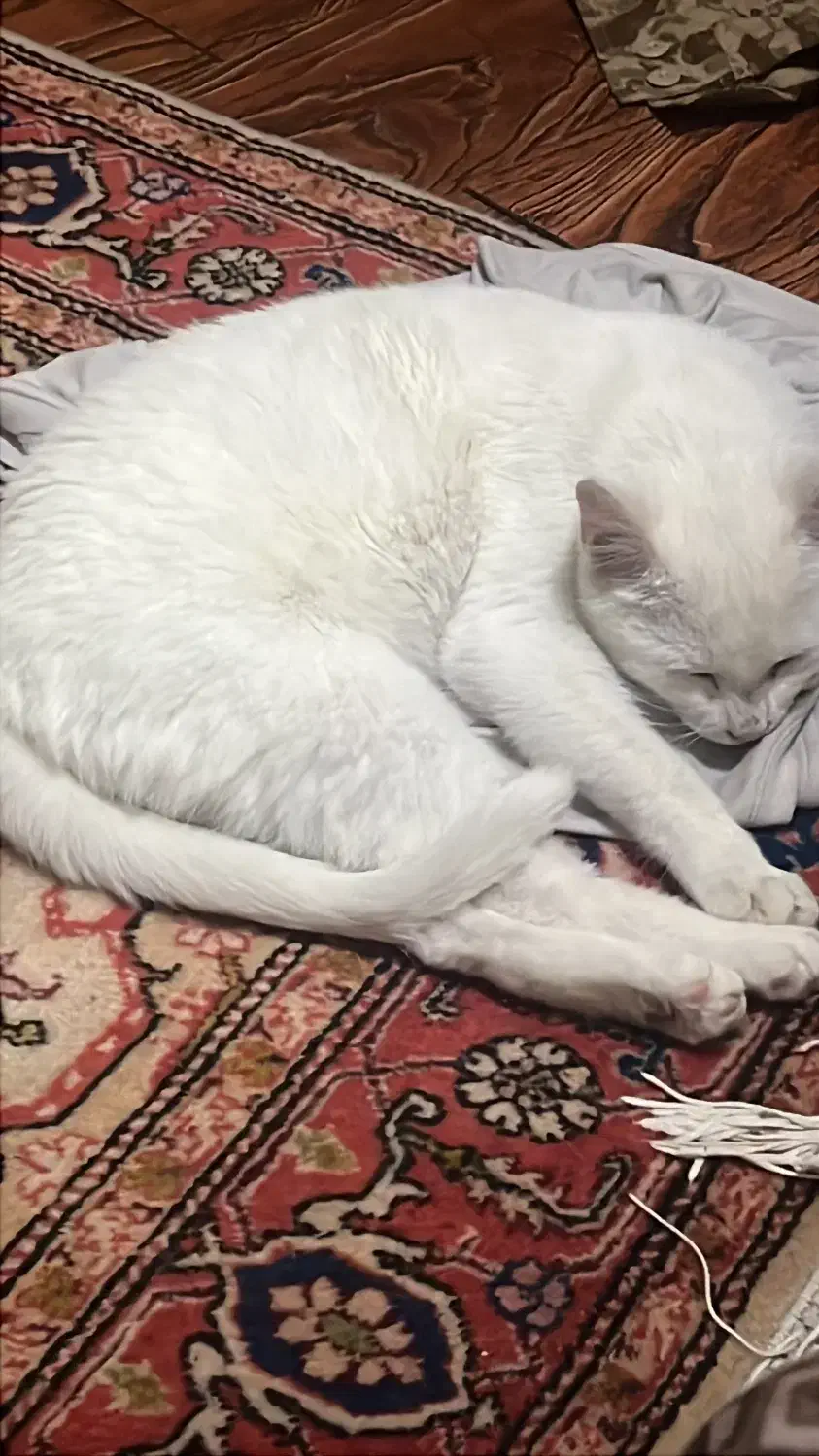 گربه انگورا|گربه|اردبیل, |دیوار